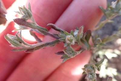 Logfia filaginoides, photographed by Madeleine Claire