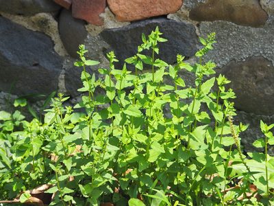 Scutellaria barbata, photographed by 葉子