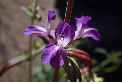 Collinsia concolor, photographed by Madeleine Claire