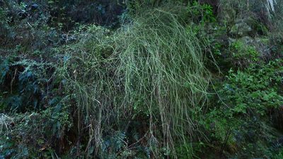 Clematis afoliata, photographed by Sarah Richardson