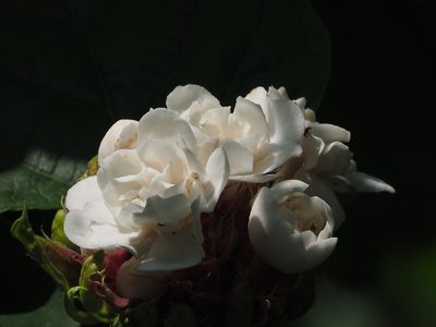 Clerodendrum chinense, photographed by 葉子