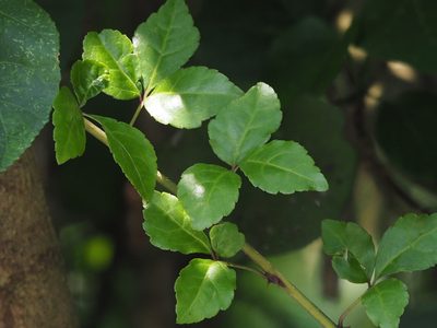 Eleutherococcus trifoliatus, photographed by 葉子