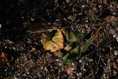 Colchicum burchellii, photographed by Tony Rebelo