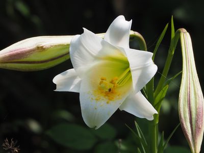 Lilium longiflorum, photographed by 葉子