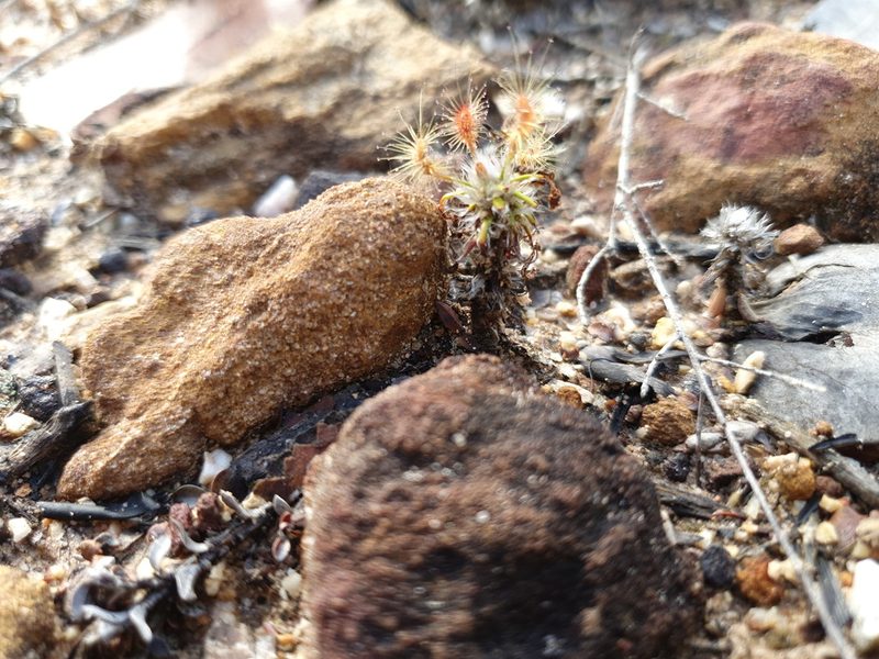 Drosera scorpioides, photographed by Em Lamond