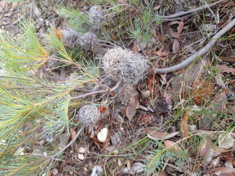 Banksia sphaerocarpa, photographed by Em Lamond