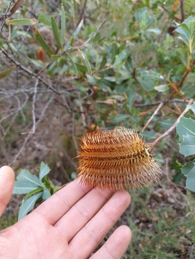 Banksia oreophila, photographed by Em Lamond