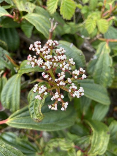 Viburnum davidii, photographed by Michael McMulkin