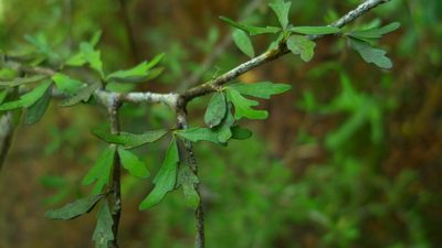 Pittosporum divaricatum, photographed by Sarah Richardson