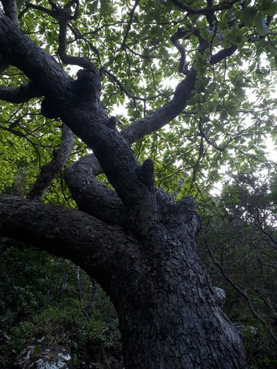 Terminalia bentzoe, photographed by Ben