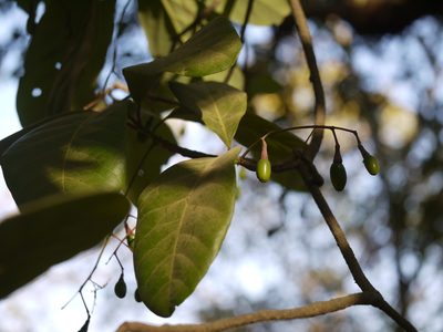 Alseodaphne semecarpifolia, photographed by Dinesh Valke