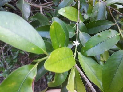 Erythroxylum sideroxyloides, photographed by Ben