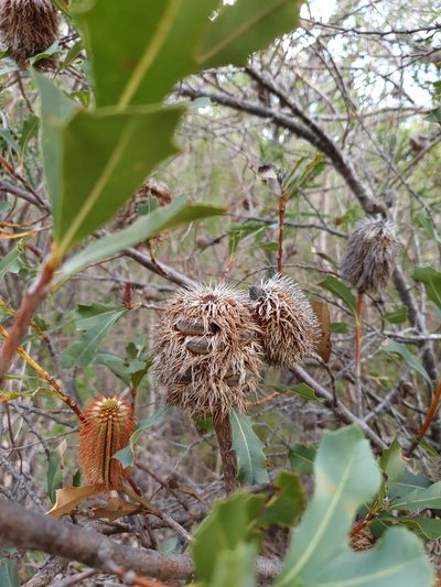 Banksia oreophila, photographed by Em Lamond