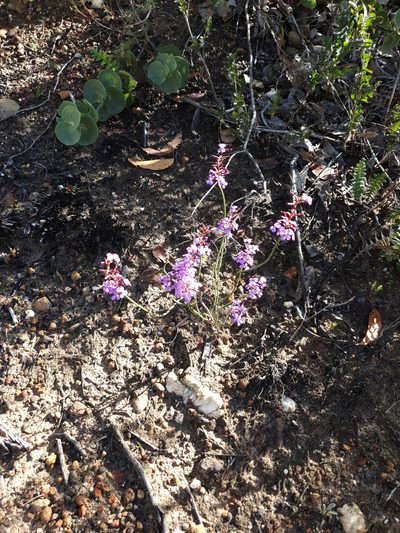Stylidium preissii, photographed by Em Lamond
