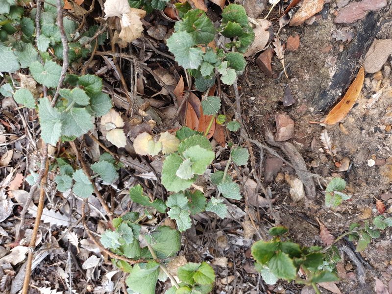 Xanthosia rotundifolia, photographed by Em Lamond