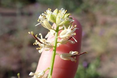 Streptanthus lasiophyllus, photographed by Madeleine Claire