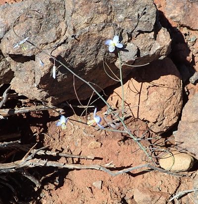 Heliophila lactea, photographed by Peter Warren