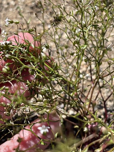 Nemacladus pinnatifidus, photographed by Madeleine Claire