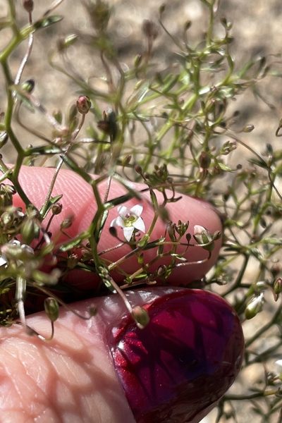 Nemacladus pinnatifidus, photographed by Madeleine Claire