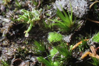 Chaetophyllopsis whiteleggei, photographed by Em Lamond