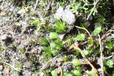 Chaetophyllopsis whiteleggei, photographed by Em Lamond