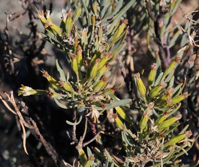 Lopholaena cneorifolia, photographed by Tony Rebelo
