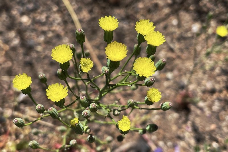 Malacothrix clevelandii, photographed by Madeleine Claire