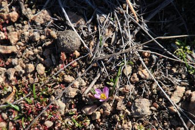 Moraea fenestralis, photographed by Tony Rebelo