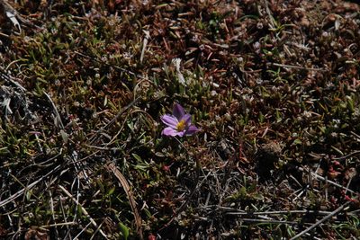 Moraea fenestralis, photographed by Tony Rebelo