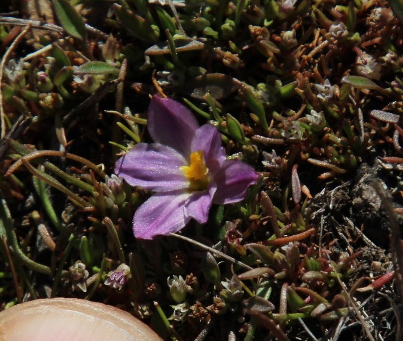 Moraea fenestralis, photographed by Tony Rebelo