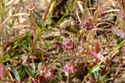 Trifolium ciliolatum, photographed by Madeleine Claire