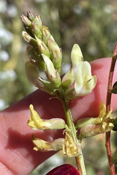 Astragalus deanei, photographed by Madeleine Claire