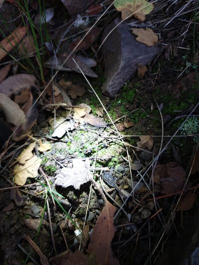 Enigmella thallina, photographed by Em Lamond
