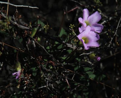 Oxalis comosa, photographed by Tony Rebelo