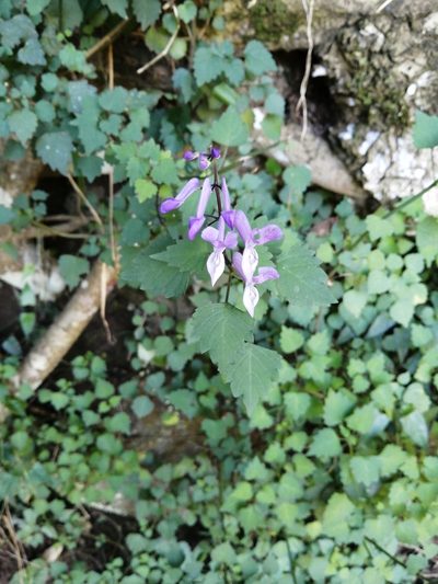 Plectranthus saccatus, photographed by Mmatjie Mashao