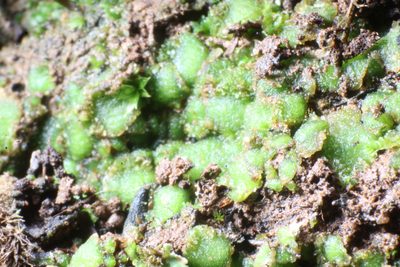 Enigmella thallina, photographed by Em Lamond