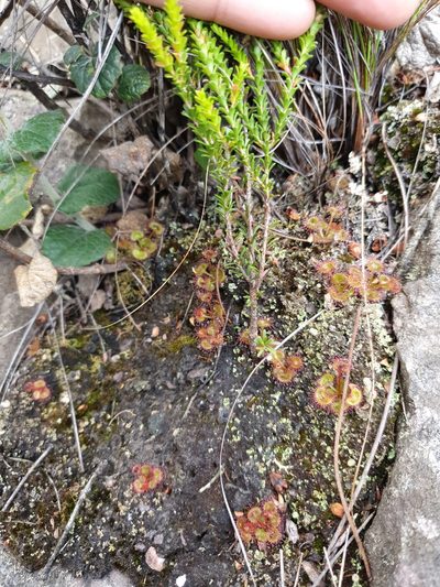 Drosera monticola, photographed by Em Lamond
