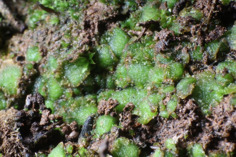 Enigmella thallina, photographed by Em Lamond