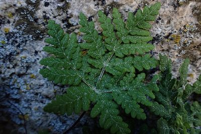 Pentagramma rebmanii, photographed by Madeleine Claire