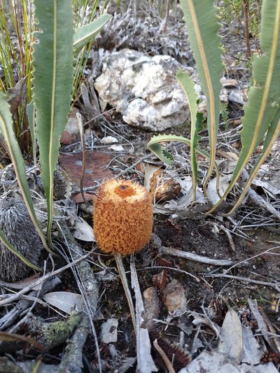 Banksia gardneri, photographed by Em Lamond