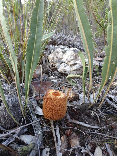 Banksia gardneri, photographed by Em Lamond