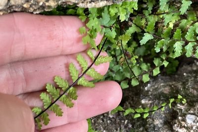 Asplenium vespertinum, photographed by Madeleine Claire