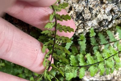 Asplenium vespertinum, photographed by Madeleine Claire