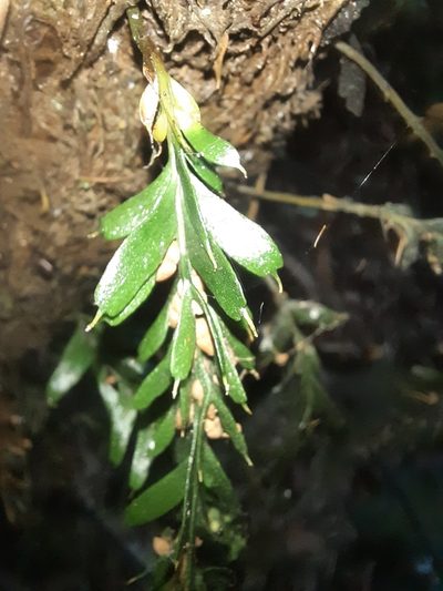 Tmesipteris horomaka, photographed by Alice Shanks