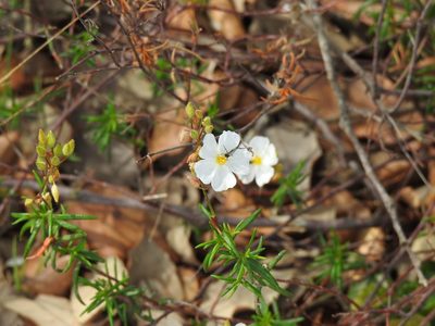 Cistus umbellatus, photographed by Duarte Frade