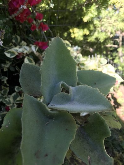 Kalanchoe beharensis, photographed by Presha Soogrim
