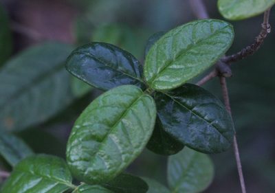 Rondeletia odorata, photographed by Agnes Trekker