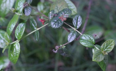 Rondeletia odorata, photographed by Agnes Trekker