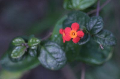 Rondeletia odorata, photographed by Agnes Trekker