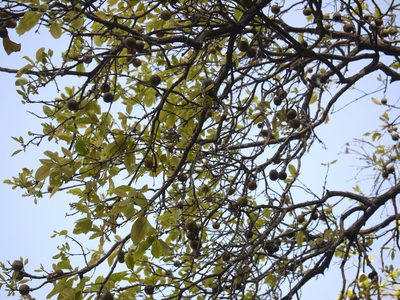 Diospyros melanoxylon, photographed by Dinesh Valke